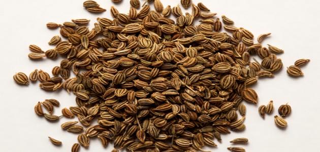 طريقة استخدام بذرة الخلة طريقة استخدام بذرة الخلة