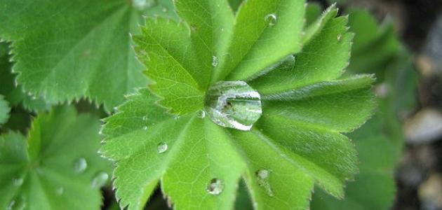 طريقة استعمال عشبة عباءة السيدة طريقة استعمال عشبة عباءة السيدة