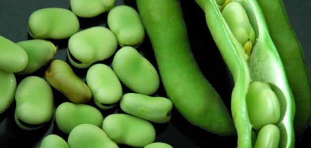 طريقة الفول الأخضر