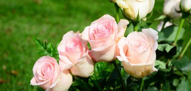 طريقة المحافظة على الورد الطبيعي طريقة المحافظة على الورد الطبيعي