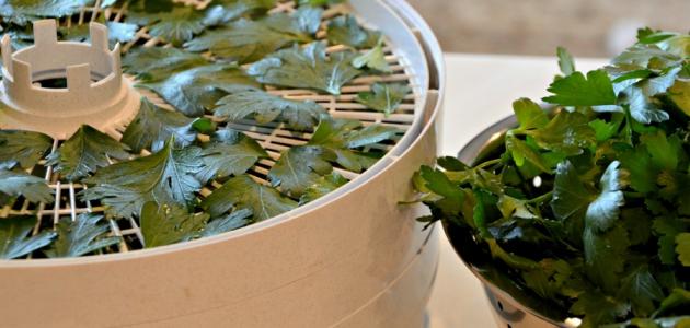 طريقة تجفيف البقدونس طريقة تجفيف البقدونس