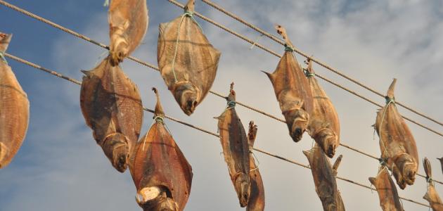 طريقة تجفيف السمك