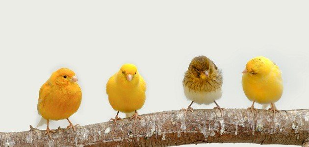 طريقة تزاوج الكناري