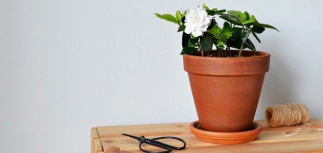 طريقة تكاثر نبات الجاردينيا طريقة تكاثر نبات الجاردينيا