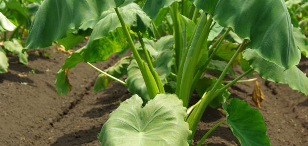 طريقة حفظ القلقاس طريقة حفظ القلقاس