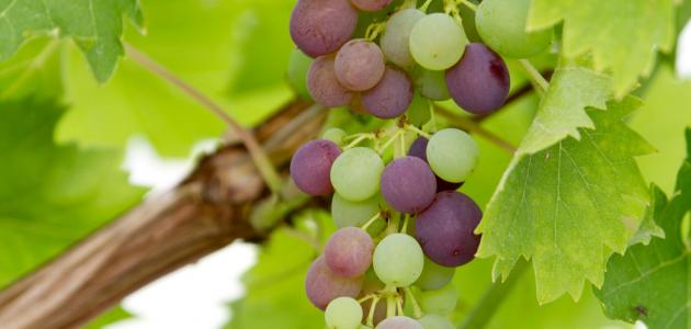 طريقة حفظ ورق العنب فى الفريزر طريقة حفظ ورق العنب فى الفريزر