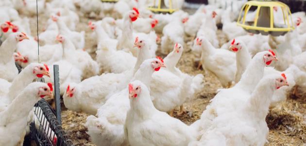 طريقة ذبح الدجاج