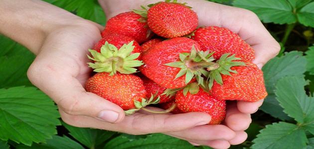 طريقة زراعة الفراولة في المنزل طريقة زراعة الفراولة في المنزل
