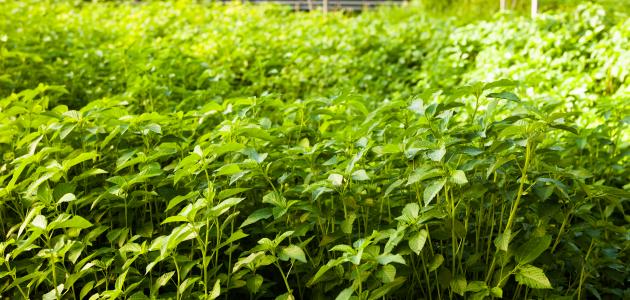 طريقة زراعة الملوخية