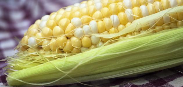 طريقة سلق الذرة الطازجة طريقة سلق الذرة الطازجة