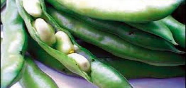 طريقة طبخ الفول الأخضر طريقة طبخ الفول الأخضر