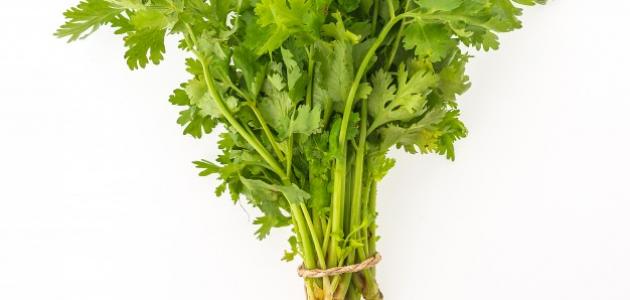 طريقة عمل مغلي البقدونس للبشرة