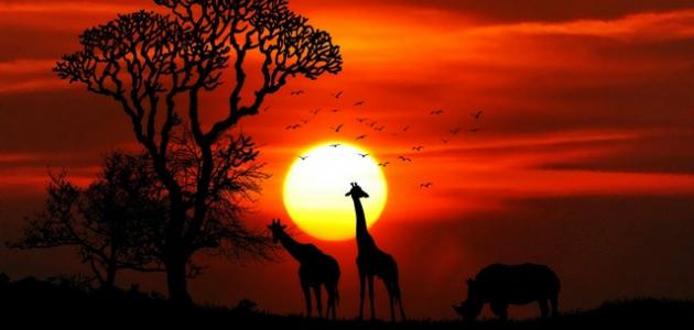 عالم الحيوان والنبات عالم الحيوان والنبات