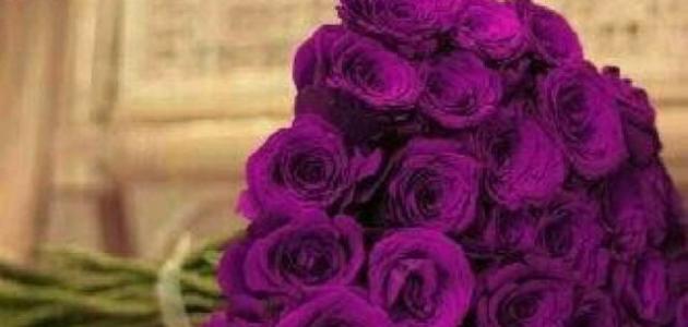 عبارات جميلة ومعبرة عبارات جميلة ومعبرة