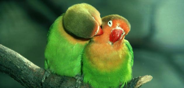 عبارات عن الحب الصادق عبارات عن الحب الصادق