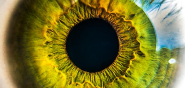 عجائب قدرة الله في خلق الإنسان عجائب قدرة الله في خلق الإنسان