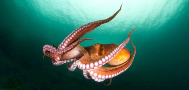 عدد أذرع الأخطبوط عدد أذرع الأخطبوط