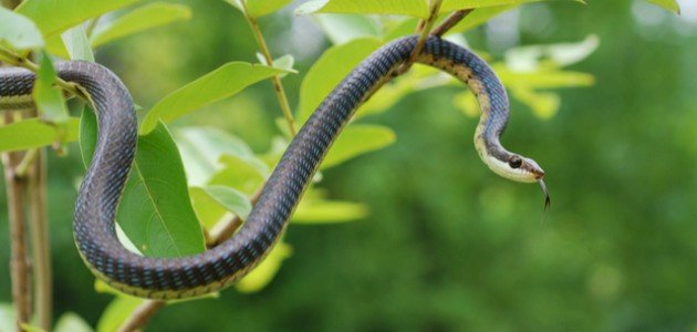 عدد فقرات العمود الفقري للأفعى عدد فقرات العمود الفقري للأفعى