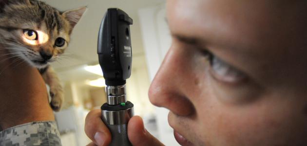 علاج ارتفاع درجة حرارة القطط علاج ارتفاع درجة حرارة القطط