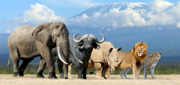 علم الحيوان علم الحيوان