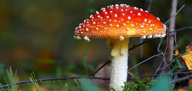 عمل مشروع زراعة عيش الغراب