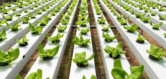 عيوب الزراعة المائية عيوب الزراعة المائية