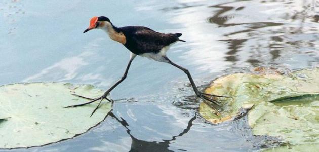 غرائب عالم الحيوان