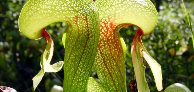 غرائب عالم النبات غرائب عالم النبات