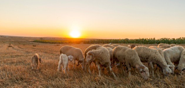 فضل عيد الأضحى