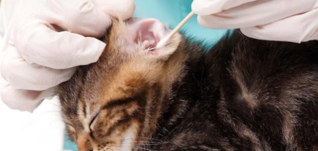 فطريات أذن القطة فطريات أذن القطة