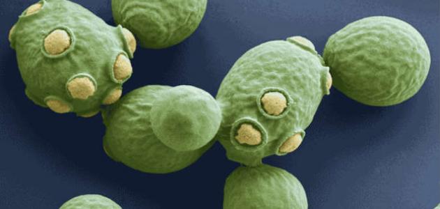 فطر العفن فطر العفن