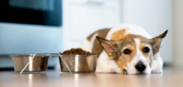 فقدان الشهية عند الكلاب فقدان الشهية عند الكلاب