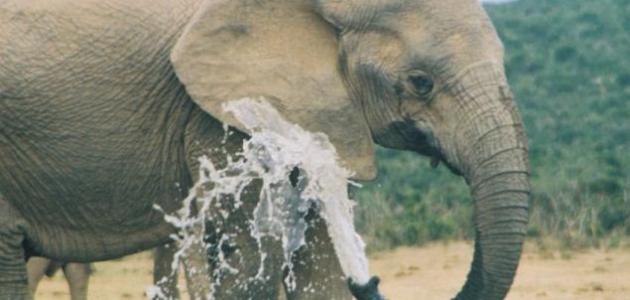 فلفول زعيم الفيلة