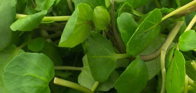 فوائد أكل الجرجير للشعر فوائد أكل الجرجير للشعر