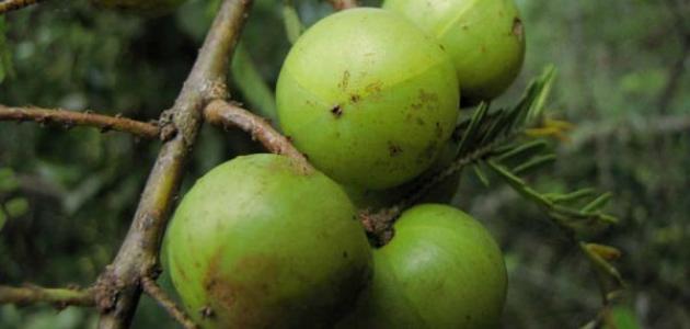 فوائد الأملج للبشرة فوائد الأملج للبشرة