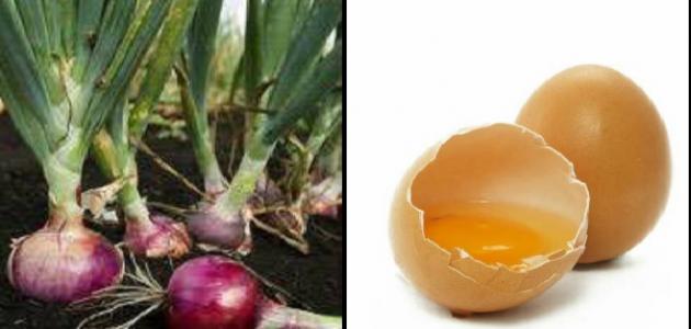 فوائد البيض والبصل فوائد البيض والبصل