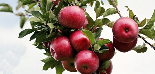 فوائد التفاح للتخلص من الإمساك فوائد التفاح للتخلص من الإمساك