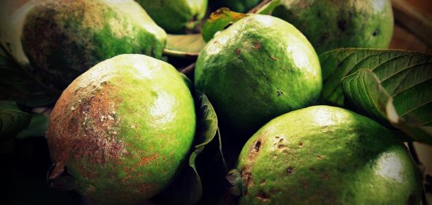 فوائد الجوافة للرجيم فوائد الجوافة للرجيم