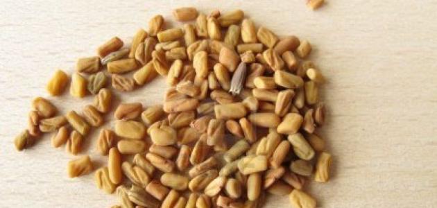 فوائد الحلبة للتسمين فوائد الحلبة للتسمين