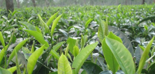 فوائد الشاي الأخضر للشعر فوائد الشاي الأخضر للشعر