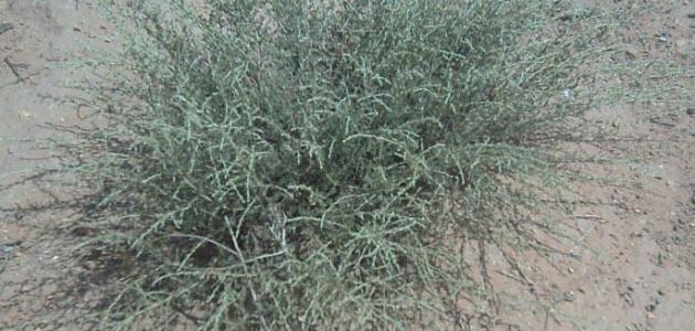 فوائد الشيح للسكري فوائد الشيح للسكري