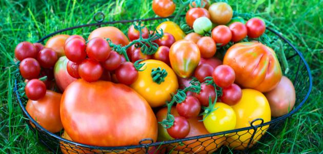فوائد الطماطم فوائد الطماطم