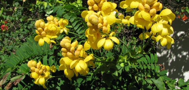 فوائد العشرق للرجيم فوائد العشرق للرجيم