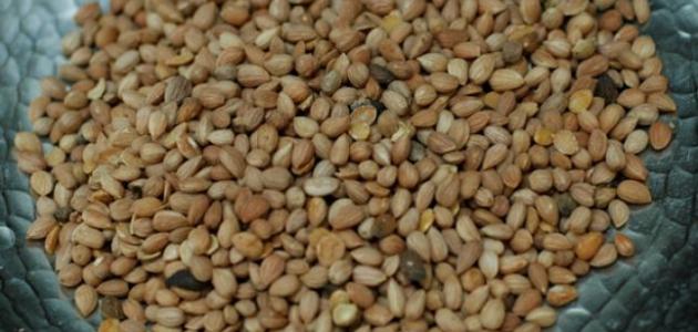 فوائد المحلب للأطفال فوائد المحلب للأطفال