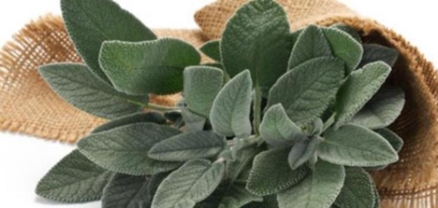 فوائد المرامية للحامل في الشهر التاسع