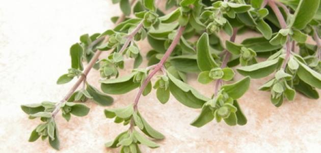 فوائد المريوت لإنقاص الوزن