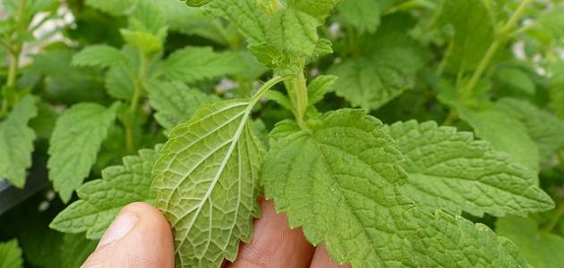 فوائد المليسة للدورة فوائد المليسة للدورة