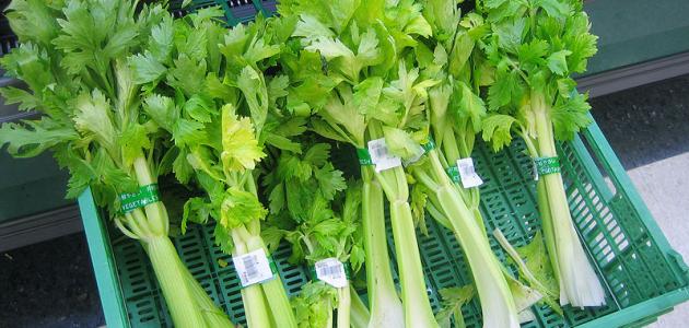 فوائد النباتات الطبيعية فوائد النباتات الطبيعية