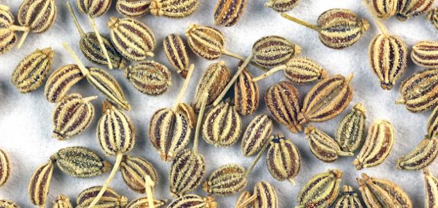 فوائد النخوة