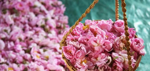 فوائد الورد الطائفي